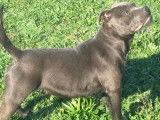 1 chiot Staffordshire Bull Terrier femelle à vendre, née en août 2025, LOF