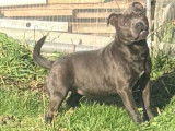 1 chiot Staffordshire Bull Terrier femelle à vendre, née en août 2025, LOF