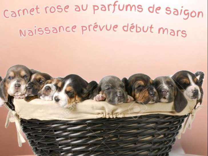 À réserver, chiots Basset Hound LOF, portée prévue début mars 2026