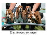 À réserver, chiots Basset Hound LOF, portée prévue début mars 2026