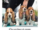 À réserver, chiots Basset Hound LOF, portée prévue début mars 2026