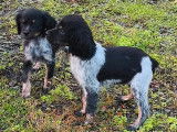 3 chiots mâles Épagneul Breton tricolores non LOF à vendre, nés en novembre 2025