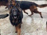 1 Berger Allemand mâle poils longs LOF à vendre, né en février 2025