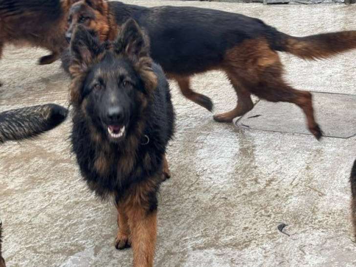 1 Berger Allemand mâle poils longs LOF à vendre, né en février 2025