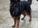 1 Berger Allemand mâle poils longs LOF à vendre, né en février 2025