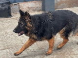 1 Berger Allemand mâle poils longs LOF à vendre, né en février 2025