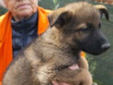 2 chiots femelles Berger Allemand en 2025 à vendre (non LOF)