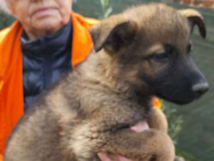 2 chiots femelles Berger Allemand en 2025 à vendre (non LOF)