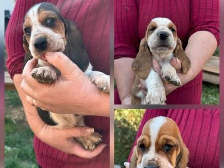 Réservation ouverte pour 5 mâles Basset Hound LOF, nés en janvier 2026