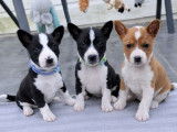 7 chiots Basenji LOF, de janvier 2026 disponible à la réservation