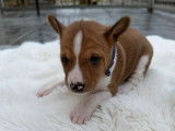 7 chiots Basenji LOF, de janvier 2026 disponible à la réservation