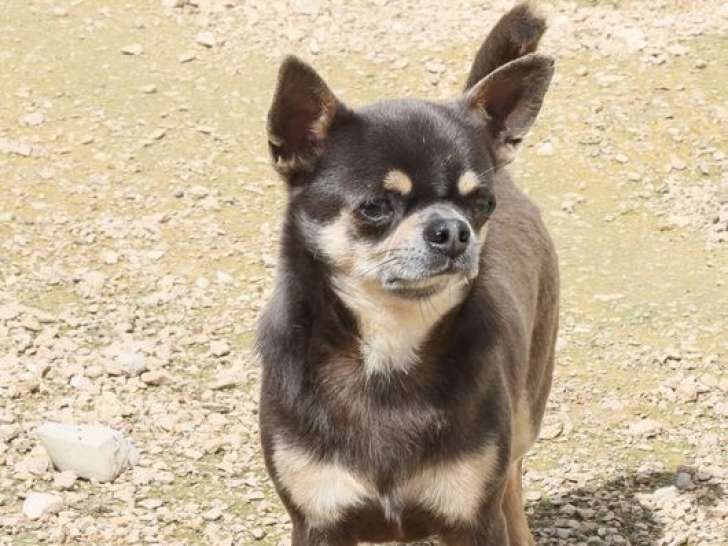 Chihuahua mâle adulte LOF à vendre, bleu et tan d'avril 2021