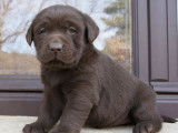 1 femelle Labrador chocolat LOF à vendre, née en novembre 2025