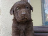 1 femelle Labrador chocolat LOF à vendre, née en novembre 2025