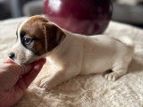 1 chiot mâle Jack Russell LOF poils durs, né en décembre 2025 à réserver