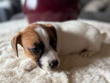 1 chiot mâle Jack Russell LOF poils durs, né en décembre 2025 à réserver