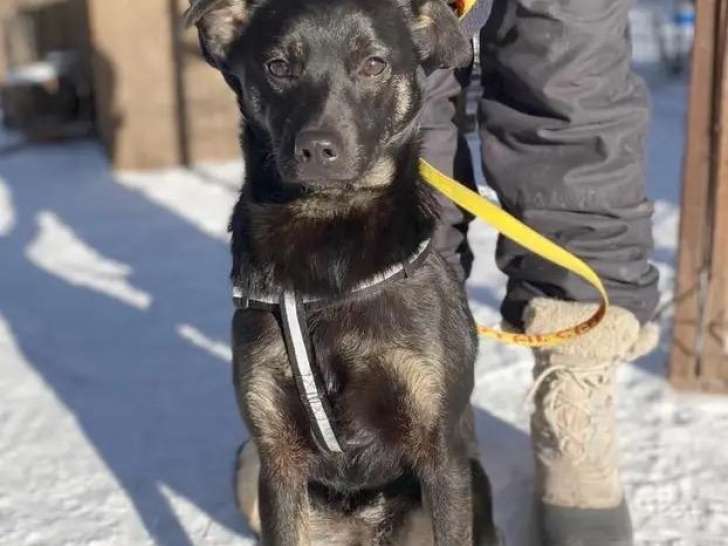 Kira, jeune chienne à adopter en association