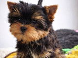 1 chiot Yorkshire Terrier mâle LOF de novembre 2025 à vendre