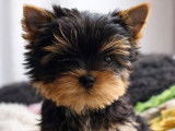 1 chiot Yorkshire Terrier mâle LOF de novembre 2025 à vendre