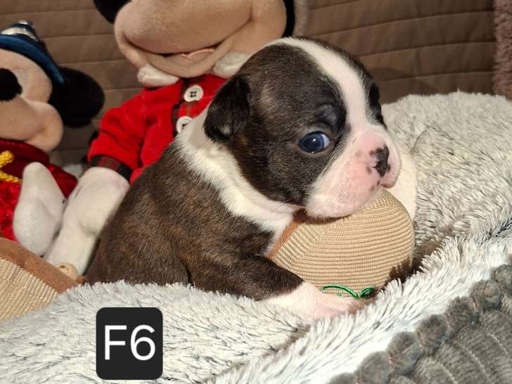 Chiots Boston Terrier à vendre