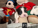 Chiots Boston Terrier à vendre