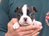 Chiots Boston Terrier à vendre