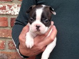 Chiots Boston Terrier à vendre