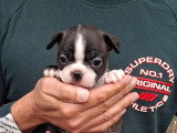 Chiots Boston Terrier à vendre