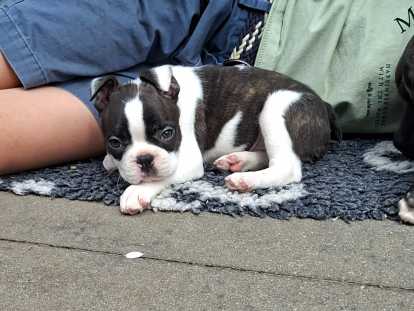 Chiots Boston Terrier à vendre