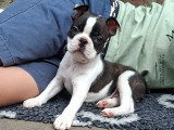 Chiots Boston Terrier à vendre