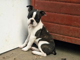 Chiots Boston Terrier à vendre