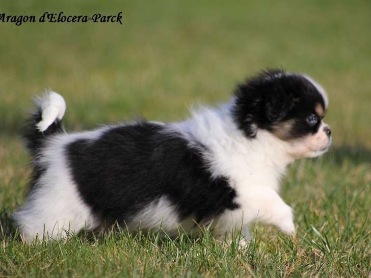 1 mâle Épagneul Tibétain né en octobre 2025 LOF à vendre, noir panachure blanche