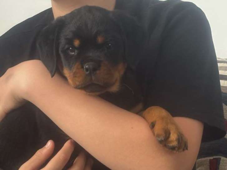 1 chiot Rottweiler à vendre, femelle LOF de décembre 2025