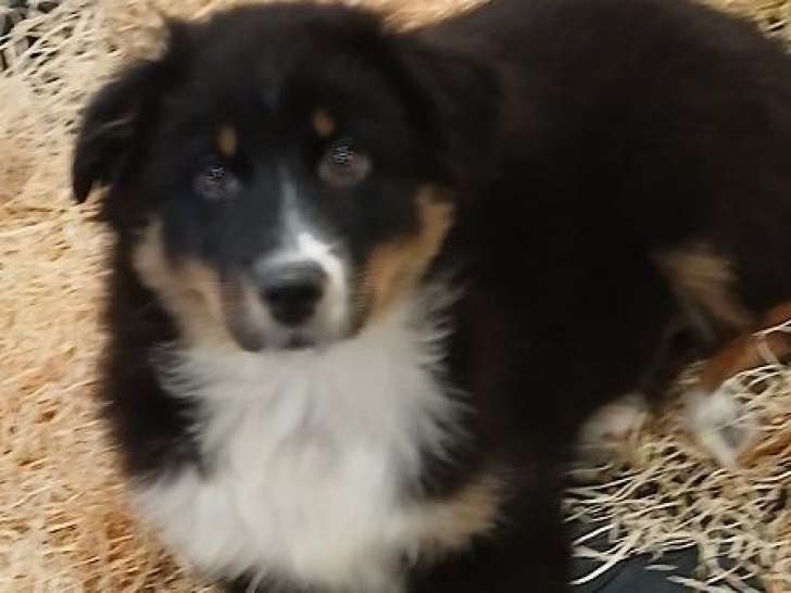 1 mâle Berger Australien tricolore LOF né en novembre 2025 à vendre