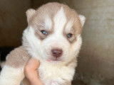 À réserver, 4 chiots Husky de Sibérie LOF, 2 mâles et 2 femelles, nés en janvier 2026