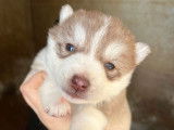 À réserver, 4 chiots Husky de Sibérie LOF, 2 mâles et 2 femelles, nés en janvier 2026