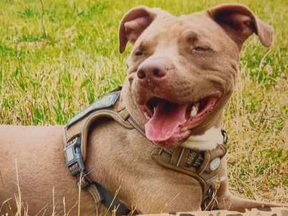 Chien mâle adulte croisé Braque à donner