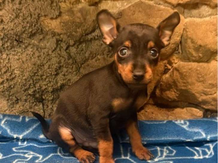 À réserver, 2 mâles Pinscher Nain LOF, nés en décembre 2025
