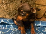 À réserver, 2 mâles Pinscher Nain LOF, nés en décembre 2025