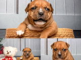 À réserver, 3 mâles Staffordshire Bull Terrier LOF, nés en janvier 2026