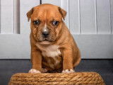À réserver, 3 mâles Staffordshire Bull Terrier LOF, nés en janvier 2026