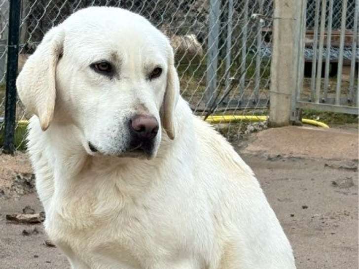 Jeune mâle Labrador LOF à vendre, né en juillet 2024