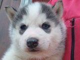 À réserver, 3 chiots Husky de Sibérie, 2 femelles et 1 mâle, nés en janvier 2026