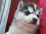 À réserver, 3 chiots Husky de Sibérie, 2 femelles et 1 mâle, nés en janvier 2026