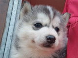 À réserver, 3 chiots Husky de Sibérie, 2 femelles et 1 mâle, nés en janvier 2026