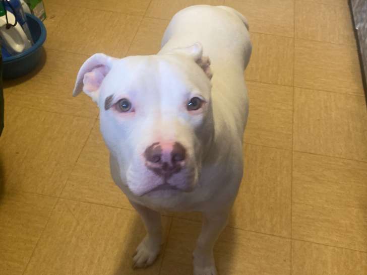 Chiot de type American Bully mâle à donner