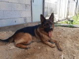 2 femelles Berger Allemand LOF noir et feu, nées en décembre 2025, à vendre