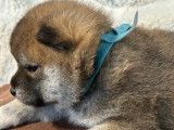 À réserver, 3 chiots Shiba LOF, 2 mâles et 1 femelle de janvier 2026