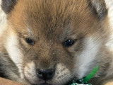 À réserver, 3 chiots Shiba LOF, 2 mâles et 1 femelle de janvier 2026