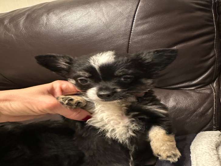 Chiot Chihuahua à poil long à vendre